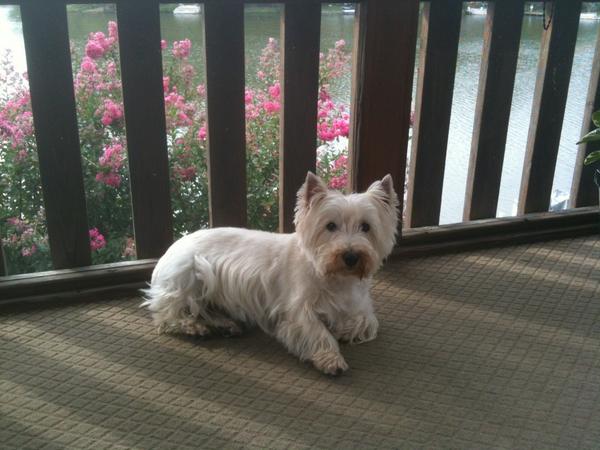 TerrierTwo's tweet image. Hello! -WrigleyTheWestie