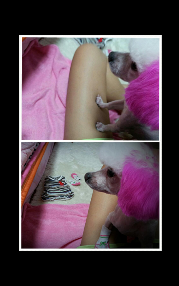 Shinssu_'s tweet photo. 푸들계 얼짱입니당. http://t.co/sFzX4wsF