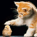 chie_nova's tweet image. 