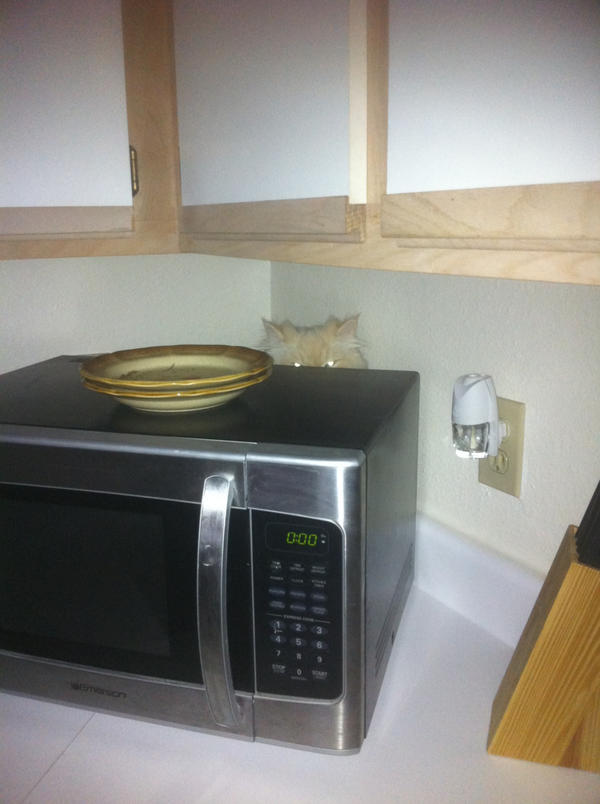 I'm watching all the time. Just try to close your eyes at night...
#ninjacat #furpocalypsedomination