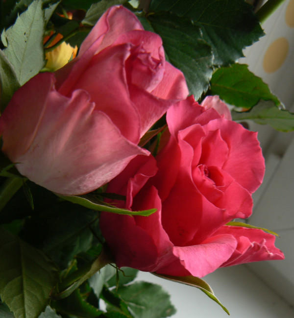 lovely rose.