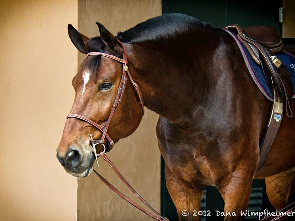 Danakbw's tweet photo. He looked marvelous to me! A tried and true show hunter. http://t.co/sqzMOIMQ