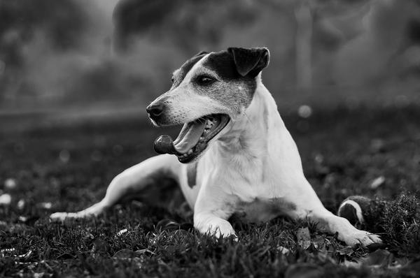 mora_sd's tweet photo. This is my Roll Dog:
Maximus Decimus Meridious Mora http://t.co/h1nPPpku