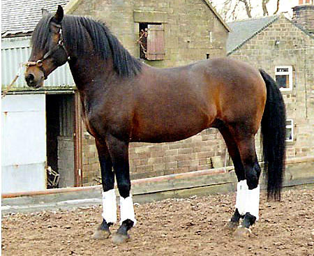 toryrosewilliam's tweet photo. my new HORSE YAY!!!!! HIS NAME IS CHOCLATE YAY!!!!!!!!!!!! http://t.co/iKKjnAcs