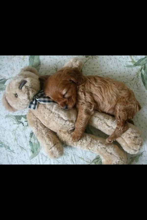 MeidenTweetsXXL's tweet photo. Ahw RT alsje dit ook schattig vindt http://t.co/GGqLTowQ
