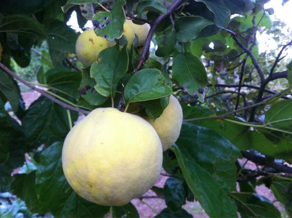 JordiSarola's tweet image. #Codonys #Membrillos ja és època de recolecció