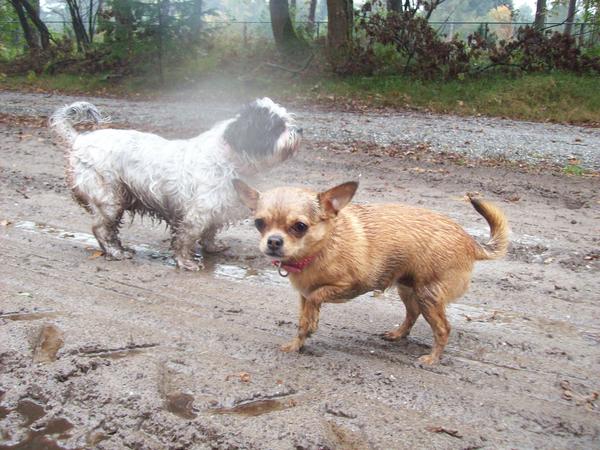 yo boss! im a CHIHUAHUA.my roots are in mexico! ihate the mudd, you called me DIVA but,why?you dont treat me like one?