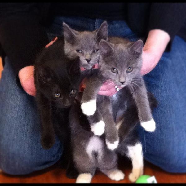 PetValuHamilton's tweet photo. 3 kittens have already found #foreverhomes. Hoping to find homes for their remaining siblings #NationalAdoptionWeekend http://t.co/FqKaX8JF