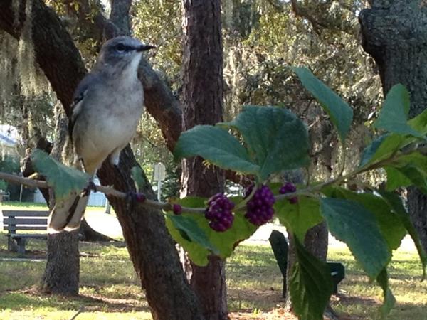 Morning visit to Crystal Beach.