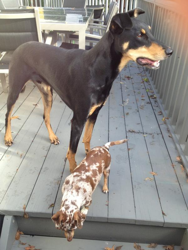 livweaver79's tweet photo. Hey #YEG. Found dogs near our house in Valleyview. No collars, def together. Plz retweet to help find owners. #lostdog http://t.co/YlaPHRET