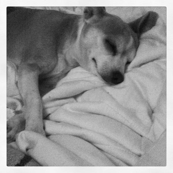 Snoozy pooch Jelly xx #itsadogslife