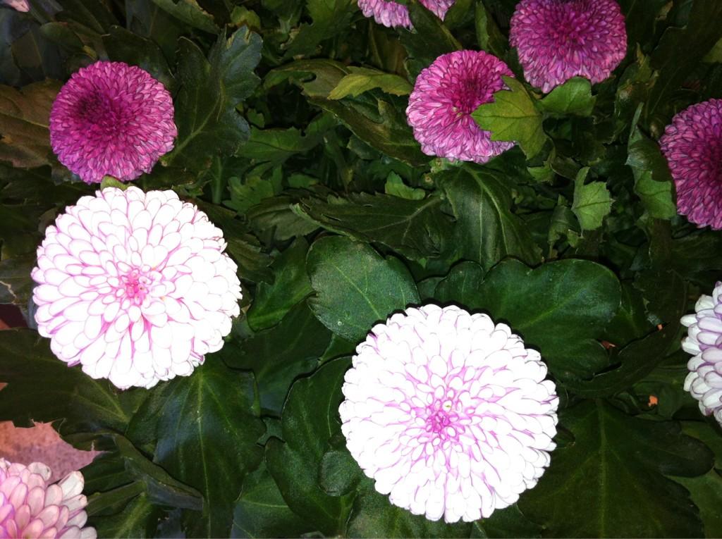 内川あ也 開運アドバイザー Sur Twitter 幸せポイント1 丸い花 秋の代表菊の花 この種類は手まり菊 丸い形がポイント 仕事柄 丸い ものに惹かれる 丸は円満 円滑を象徴だから 薄紅色はコミュニケーションを促進する色 明日