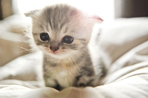 RT_AlsJijOok tweet picture