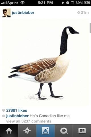 nickatnite_'s tweet image. It just worries me how a person can post a picture of a goose and get 27881 likes on it...#humansthesedays