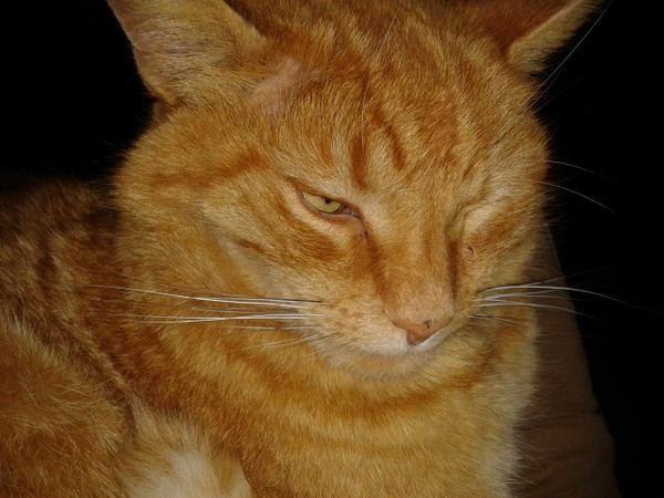 lukepearce4's tweet image. My ginger fluffball