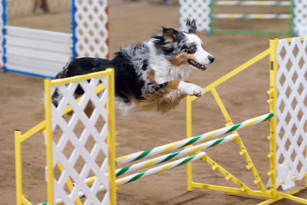 JettaWuff's tweet image. My littermate, Luka. He's a show dog. c: