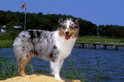 JettaWuff's tweet image. My littermate, Amara. She lives by a lake, as I'm sure you can see. xD