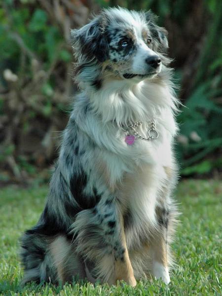 JettaWuff's tweet image. My littermate, Clover. She lives in the city.