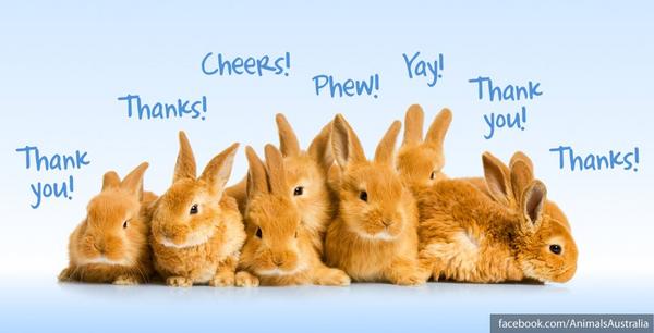 AnimalsAus's tweet photo. GREAT NEWS! @BIGW has pledged to be fur-free! THANKS for making a kind choice for 50M animals killed each year for fur http://t.co/96zDYLDx
