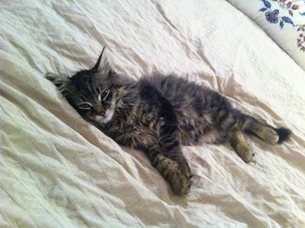 montee_ray's tweet photo. OMG!! Comforter stuffed with...wait for it...wait for it....FEATHERS!! Perfect for Sunday afternoon nap! http://t.co/JTvejIgP