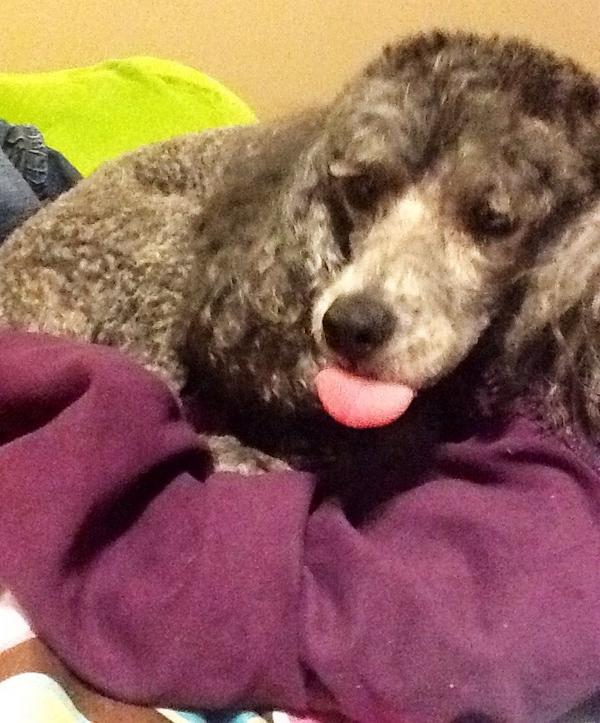 My dog giving attitude