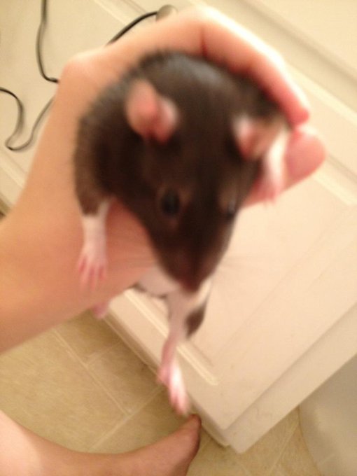 Hi I'm Mufasa http://t.co/sutbfpJb