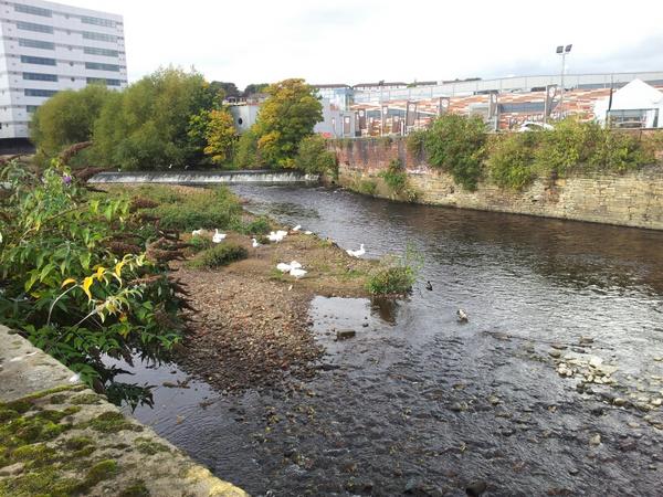 Geese in Attercliffe and I've just seen an angler catch a brown trout. #fiveweirswalk #sheffieldcitycentre
