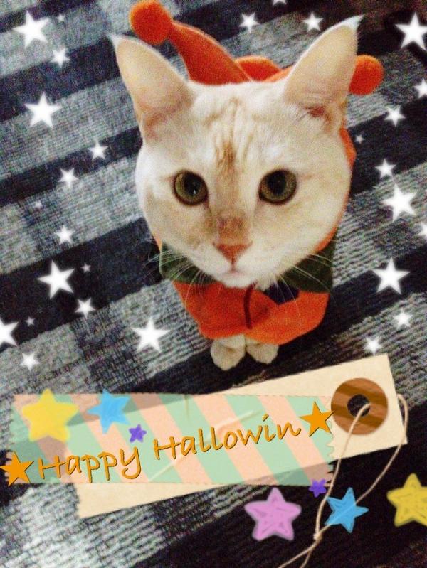 埋め込み画像への固定リンク