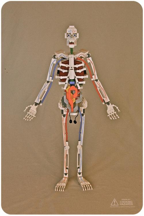 Shermles's tweet image. Human anatomy in Lego #LegoScience
