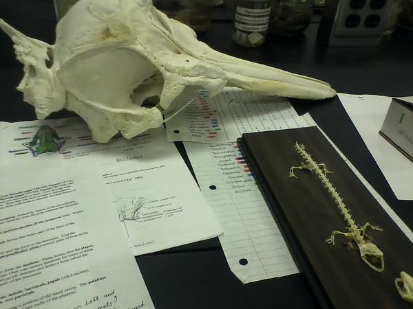 MorganWOConnell's tweet image. Just a normal evening for a marine bio student #practicaltime #nerdstatus