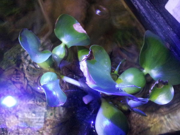 SeattleReefer's tweet photo. I thought my hyacinth was going to die from no light. It actually shot off a clone! In my main tank. :-) http://t.co/MS8Xrx95
