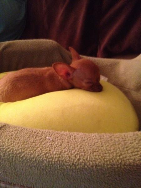Tell <a href="/scottkleeb/">ScottKleeb</a> this adorable dog, who I named pequino, should be mine! He says coyote meal, help me out! #puppylove