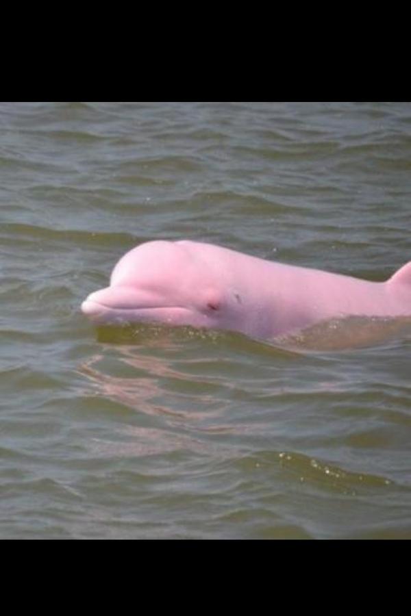 isaaa2000's tweet image. “@RaarMaarWaar_: Albino dolfijnen zijn roze en zijn zeer zeldzaam.  #lachwekkend” @PascalBalemans