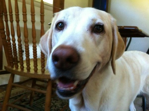 MatthewUlmer29's tweet image. RT @RonSansone: Happy Birthday, #SearchLab! You&apos;re old enough to remember a time before Universal Search! #bday #dogs