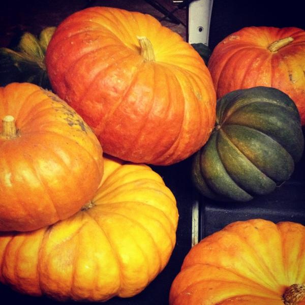 MoreGoodToDo's tweet image. 1st year with vintage #pumpkins in our garden. They r the original inspiration 4 the carriages in Cinderella!