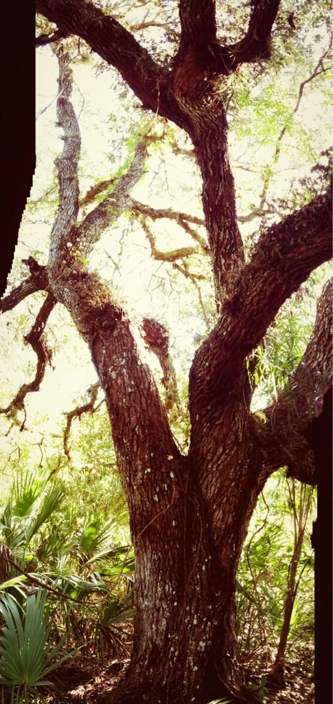 EcotoneEnv's tweet photo. Beautiful oak! http://t.co/lII0dKxj