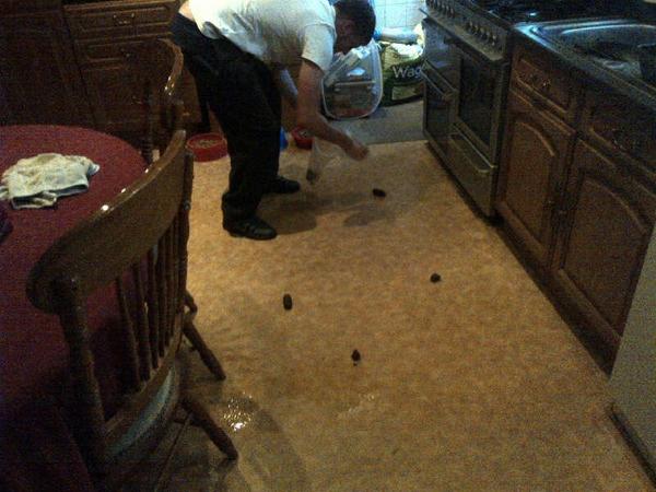 Thelifeofbates's tweet photo. Fucking dogs have lost it!! Hammered the kitchen with shit and piss #dogpooandpiss http://t.co/HNrmmCN6