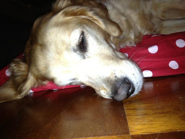 iebrescancin's tweet image. Wat een hondenleven...... slapen tussen maaltijden door. Ik ben wel (!) klaar voor #heemstedeloop op 28 okt.