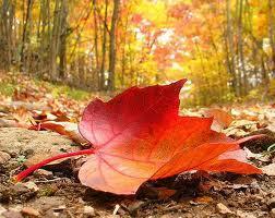 EntestInfo's tweet photo. Entest se viste de otoño! Visita la nueva apariencia de nuestra web. http://t.co/2B1kMH0x http://t.co/T40vozzy