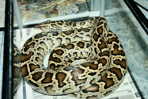 saktipetshop's tweet photo. #ComingSoon Molu het albino. Barang cuma satu. Siapa cepat dia dapat. COD Banjar - Tasikmalaya ONLY.!! http://t.co/MMpO2ejY