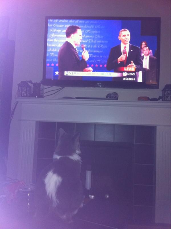 ItsLeahTime's tweet photo. The Meowmix is enthralled by American PAWlitics (holy crap I'm witty, damn it!) #debate http://t.co/KdoGSD13
