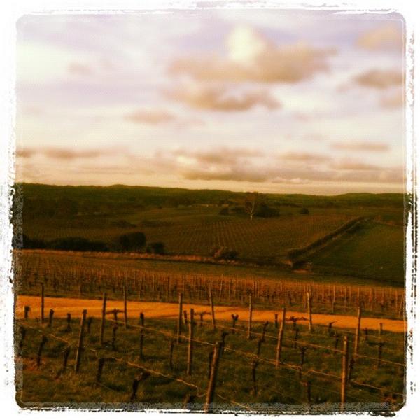grapegrowers's tweet photo. Sitting at my desk daydreaming about heading back to @thelanevineyard to soak up some Spring sun! http://t.co/F8LB7uwD