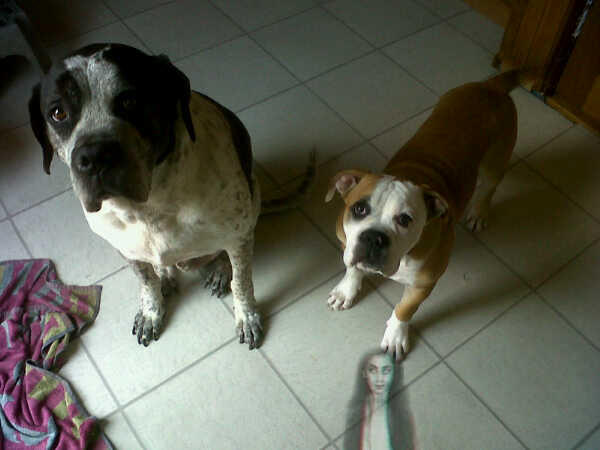 daybreakers20's tweet image. Here are my doggies isnt it cute ;)