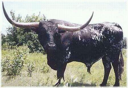 Este toro lo han adquirido para Puçol