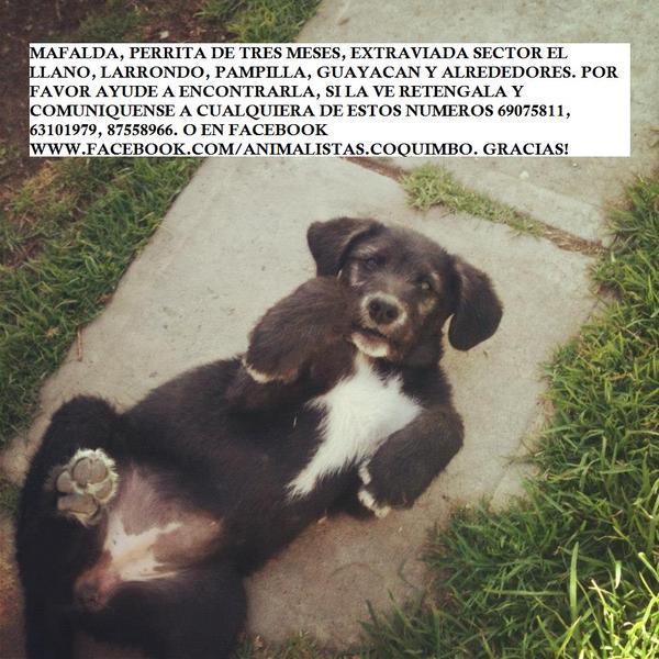 verofilu (@verofilu) on Twitter photo “<a href="/AdoptaLaSerena/">CorporacionACLAS</a>: MALFADA PERDIDA! @chlaserena <a href="/TonkaTP/">Tonka Tomicic</a> @vivirodriguesof <a href="/Bernardobmdq/">Bernardo Borgeat</a> <a href="/cathybarriga/">cathy barriga</a> <a href="/carlitajara/">Carla Jara Cádiz</a> ” “<a href="/AdoptaLaSerena/">CorporacionACLAS</a>: MALFADA PERDIDA! @chlaserena <a href="/TonkaTP/">Tonka Tomicic</a> @vivirodriguesof <a href="/Bernardobmdq/">Bernardo Borgeat</a> <a href="/cathybarriga/">cathy barriga</a> <a href="/carlitajara/">Carla Jara Cádiz</a> ”