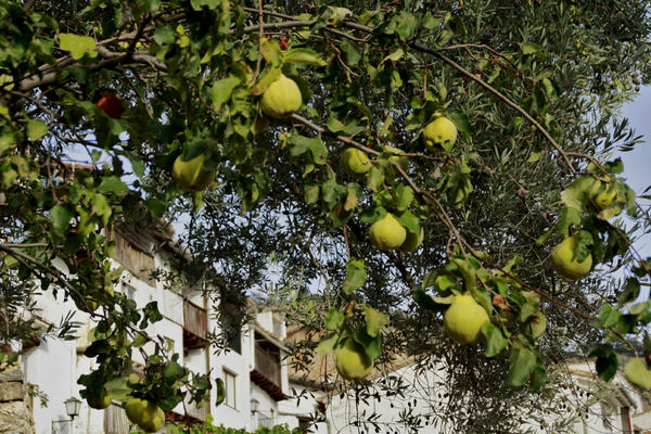 Avinsilona's tweet image. #Codonys fruits #Tardor #Vallibona #ElsPorts Foto #ManuelSerret es fa un bon #licoret #aiguardent de codonys
