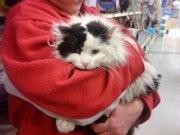 an adopted cat got out of the carrier at the vet pkg lot - Cat Clinic on route 42. Spread the word. She is microchipd