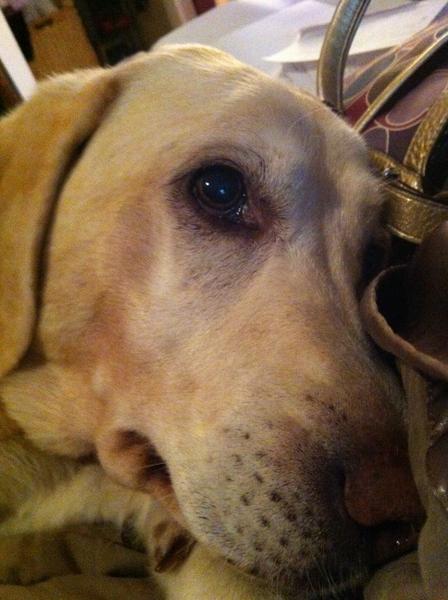 davidsonn's tweet image. RT @RonSansone: #SearchLab is shaken by @DuckDuckGo video: no regular results on #Google anymore: vimeo/51181384 #SEO