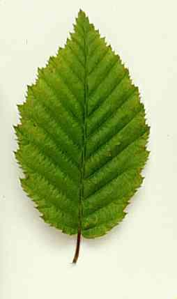 MiddleDistProbs's tweet image. Nature's toilet roll #middledistanceproblems