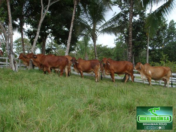 HdaElHalconSA's tweet photo. Vacas Preñadas #BrahmanRojo http://t.co/Rxgz2AYW
